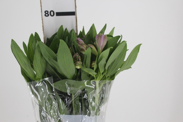 <h4>ALSTROEMERIA PURPLE RAIN 080 CM</h4>