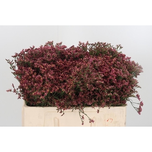 Limonium Sinense China Red