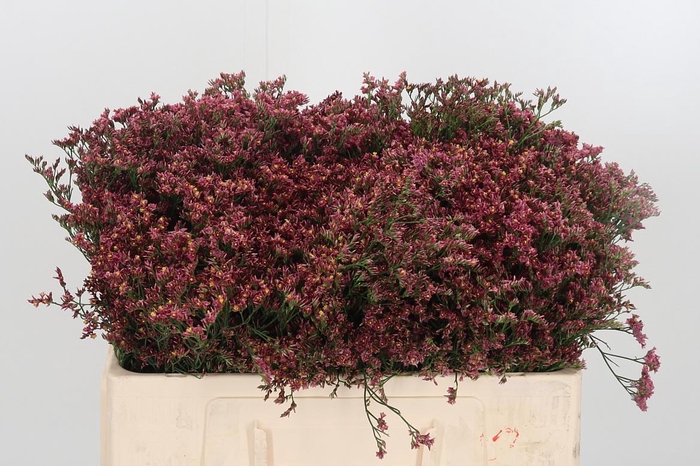 <h4>Limonium Sinense China Red</h4>