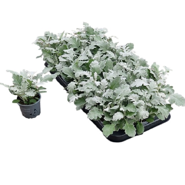 <h4>JACOBAEA MARITIMA</h4>