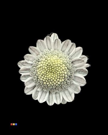 Chr T Stallion Dusty Grey