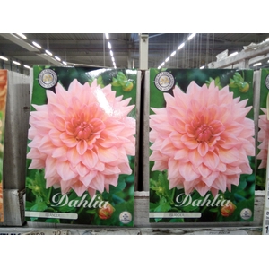 Dahlia   ...flowerbulbs