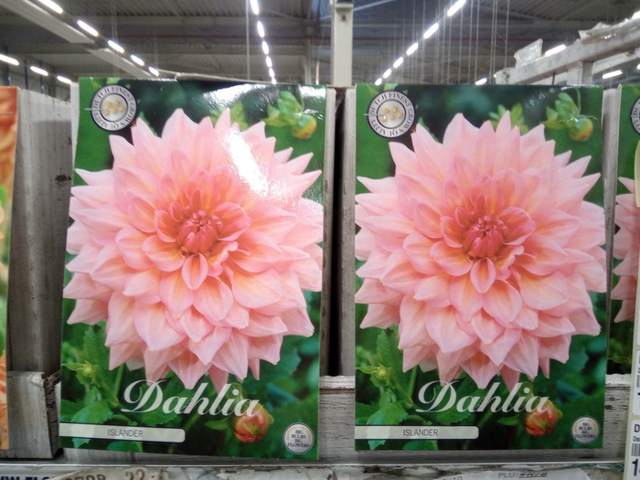 <h4>Dahlia   ...flowerbulbs</h4>