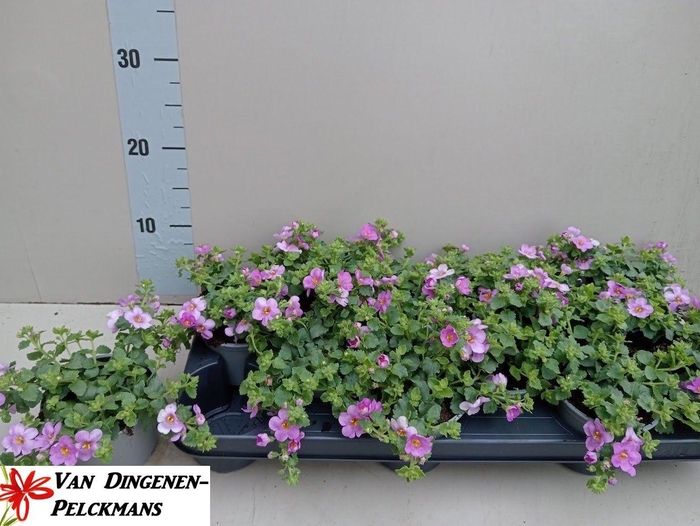 <h4>SUT BIG PINK FALLS</h4>