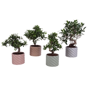 Bonsai Indoor Mix Ø12cm S-Shape in Ø 14cm Ceramic SE661