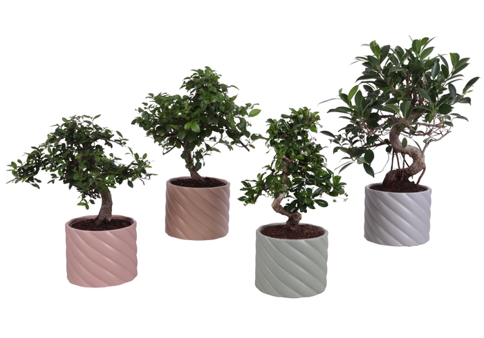 <h4>Bonsai Indoor Mix Ø12cm S-Shape in Ø 14cm Ceramic SE661</h4>