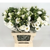 Lisianthus Du Rosita White