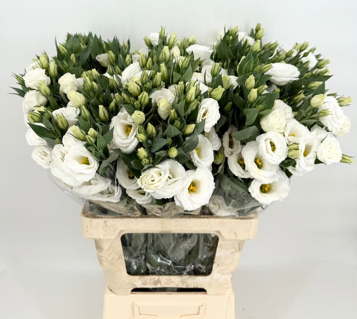 Lisianthus Du Rosita White