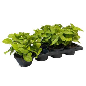 SYNG GOLDEN ALLUSION