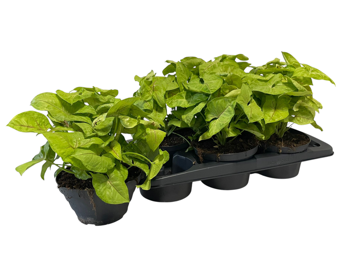 <h4>SYNG GOLDEN ALLUSION</h4>