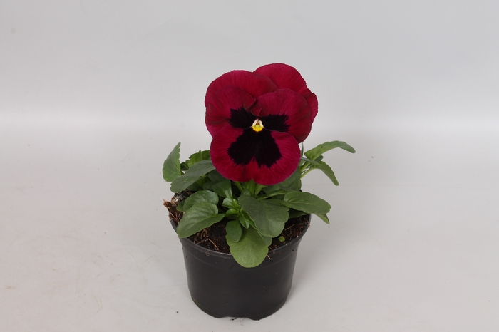 Viola wittrockiana sixpack F1 Pink Shades