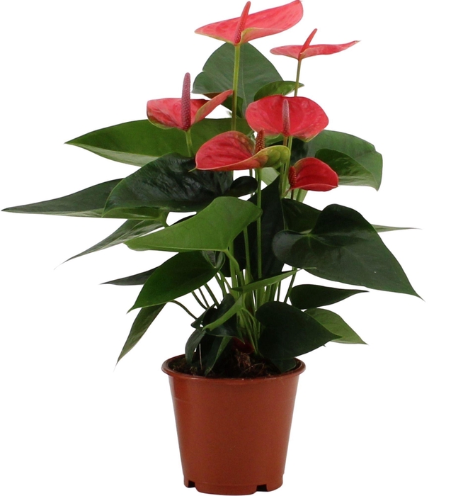 Anthurium Roze overig