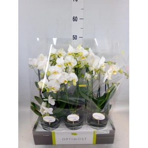 Phalaenopsis multi.   ...white