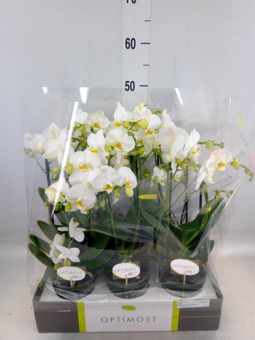 <h4>Phalaenopsis multi.   ...white</h4>