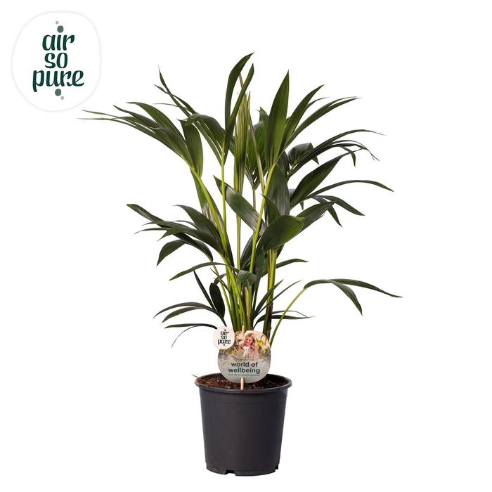 <h4>KENTIA - P19 H80 - 6PP - Air So Pure (Howea forsteriana)</h4>