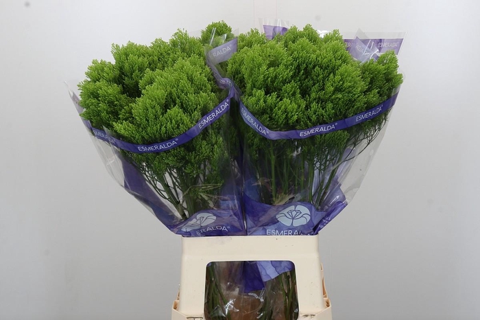 <h4>Trachelium Jade</h4>