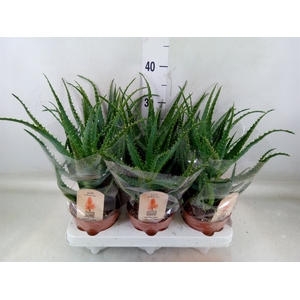 Aloe arborescens