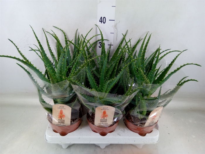 <h4>Aloe arborescens</h4>