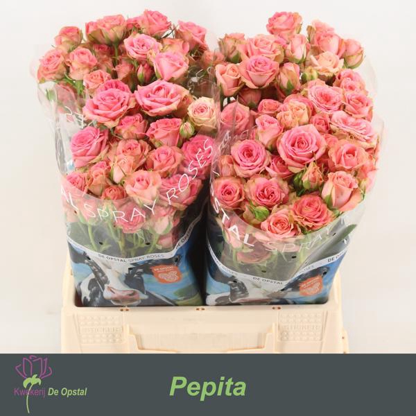 <h4>R Tr Pepita Opstal</h4>