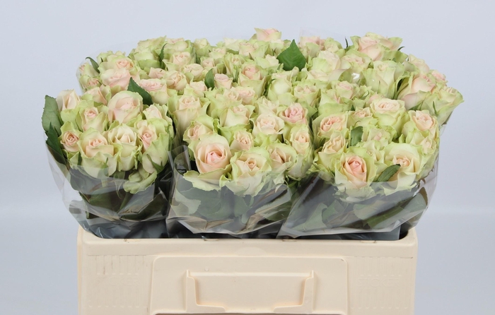 <h4>R GR LA BELLE</h4>