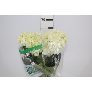 HORTENSIA 050 CM BRANCO