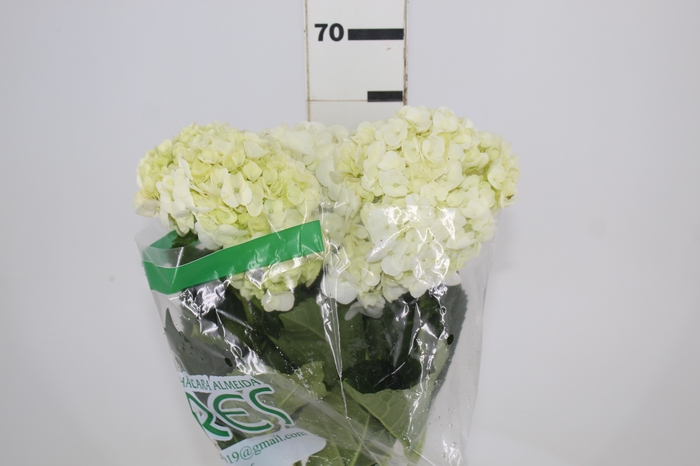 <h4>HORTENSIA 050 CM BRANCO</h4>