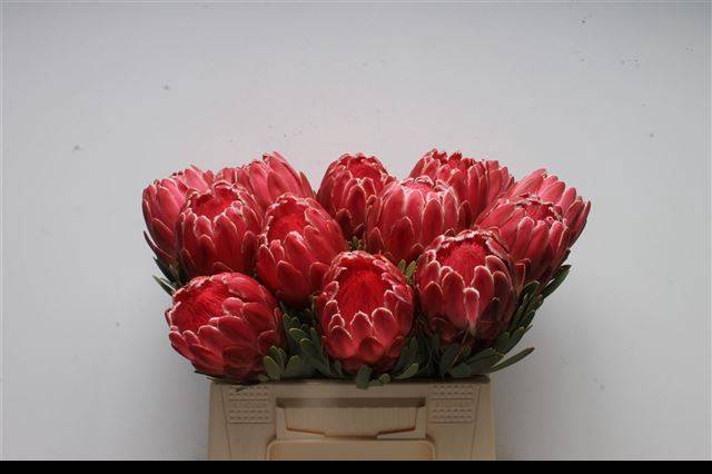 <h4>PROTEA VENUS</h4>