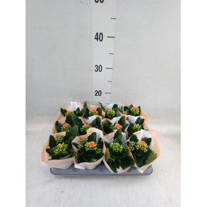 Kalanchoe blos. 'African Robbie'