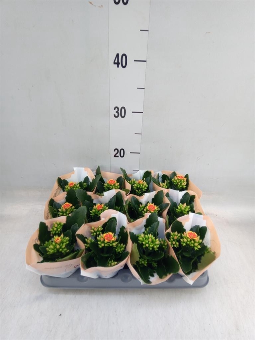 <h4>Kalanchoe blos. 'African Robbie'</h4>