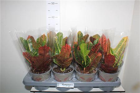 <h4>Cod Gr Excellent</h4>