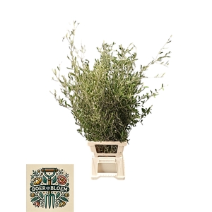 OLEA EUROPAEA