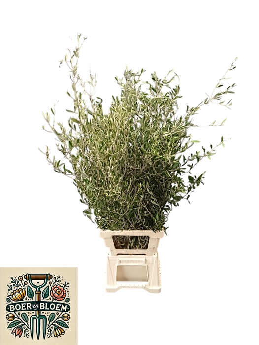 <h4>OLEA EUROPAEA</h4>