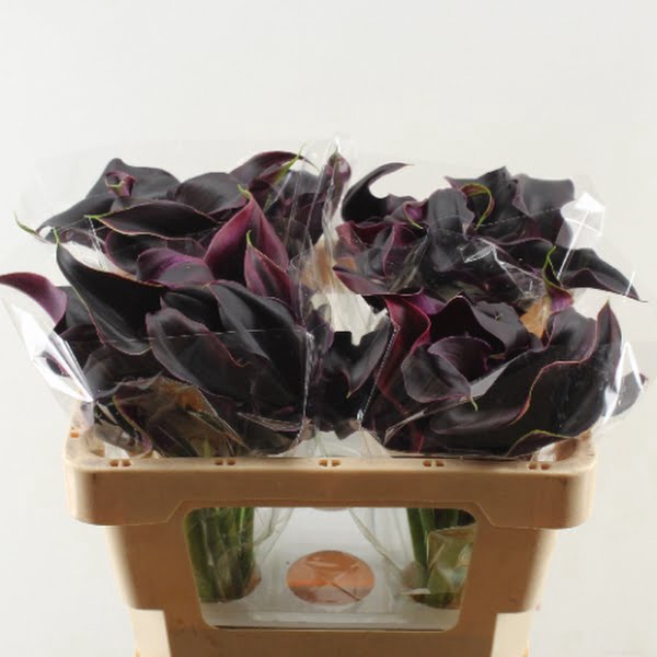 <h4>Calla Rudolph Double</h4>