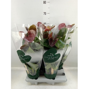 Anthurium andr. 'Essencia'