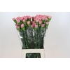 Dianthus St Lege Pink