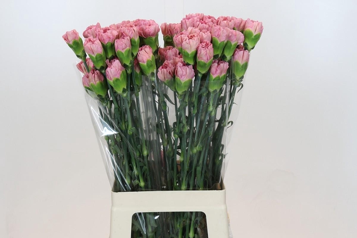 Dianthus St Lege Pink