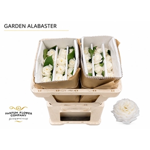 Rosa Garden Alabaster
