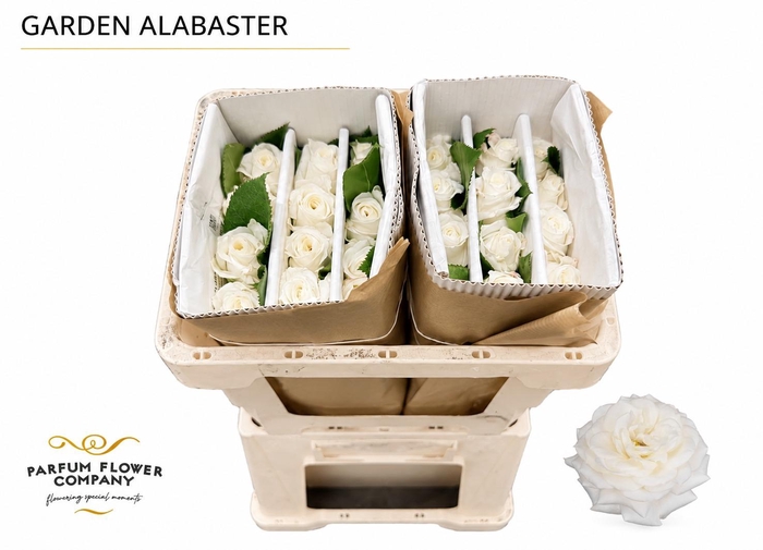 <h4>Rosa Garden Alabaster</h4>
