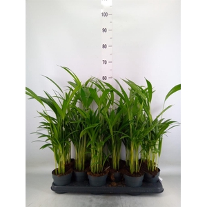 Dypsis lutescens   ...Chrysalidoca