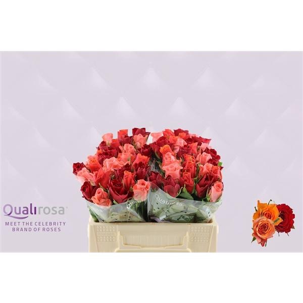 <h4>R Gr Mix African Sunset</h4>