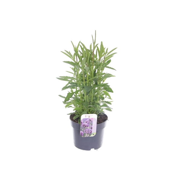 <h4>Verbena bonariensis</h4>