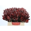 Leucadendron Saf Sunset Dark R.
