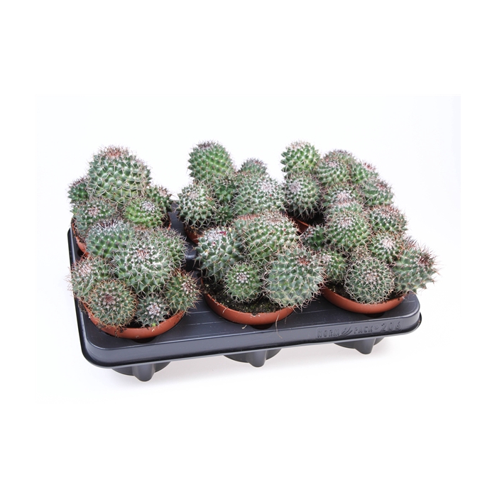 <h4>Cactus mammillaria hildagensis</h4>