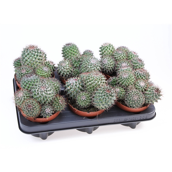 Cactus mammillaria hildagensis