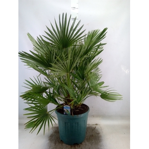 Chamaerops humilis