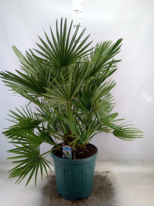 <h4>Chamaerops humilis</h4>