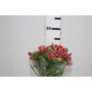 ALSTROEMERIA LIVORNO 080 CM