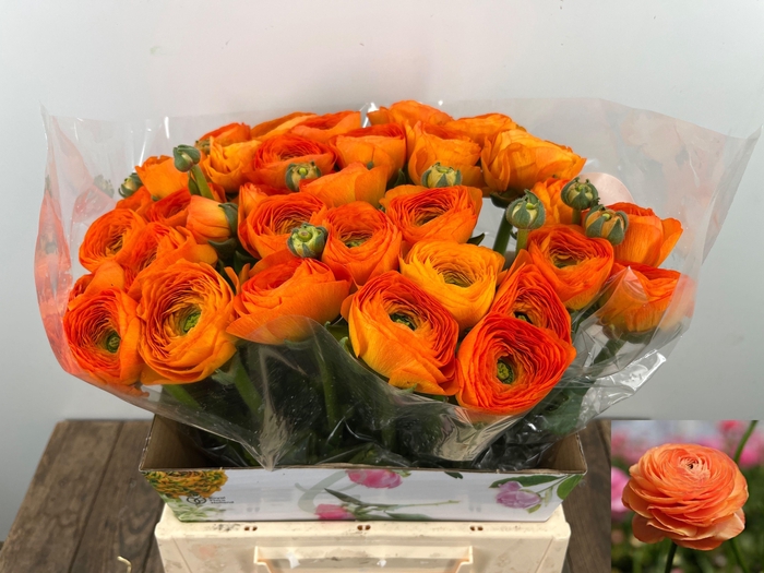 <h4>RAN SU LAMBADA</h4>