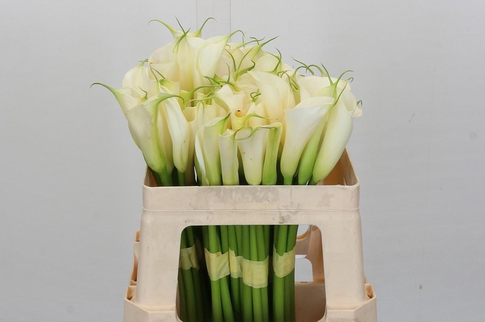 <h4>Zantedeschia Eydolls White</h4>