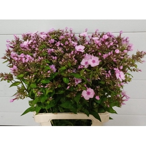 PHLOX P MISS ANN EYE